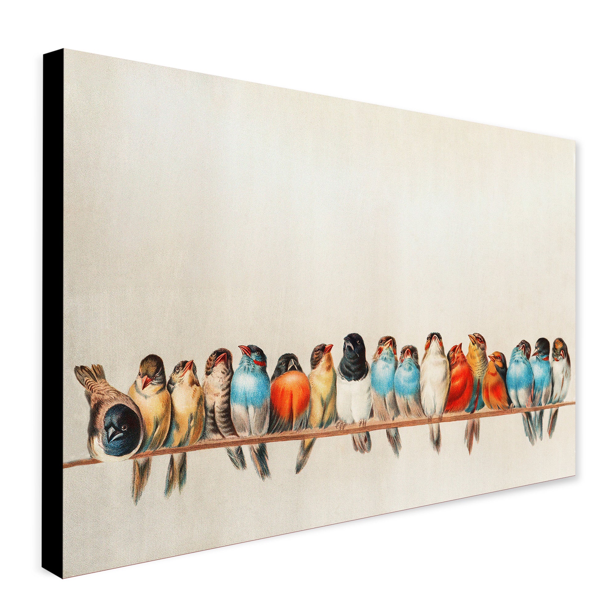 A Perch of Birds Vintage Wall Art illustration - Canvas Wall Art Framed  Print - Various Sizes