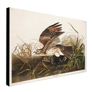 Winter Hawk from Birds of America (1827) by John James Audubon Vintage Wall Art - Canvas Wall Art Framed  Print - Various Sizes
