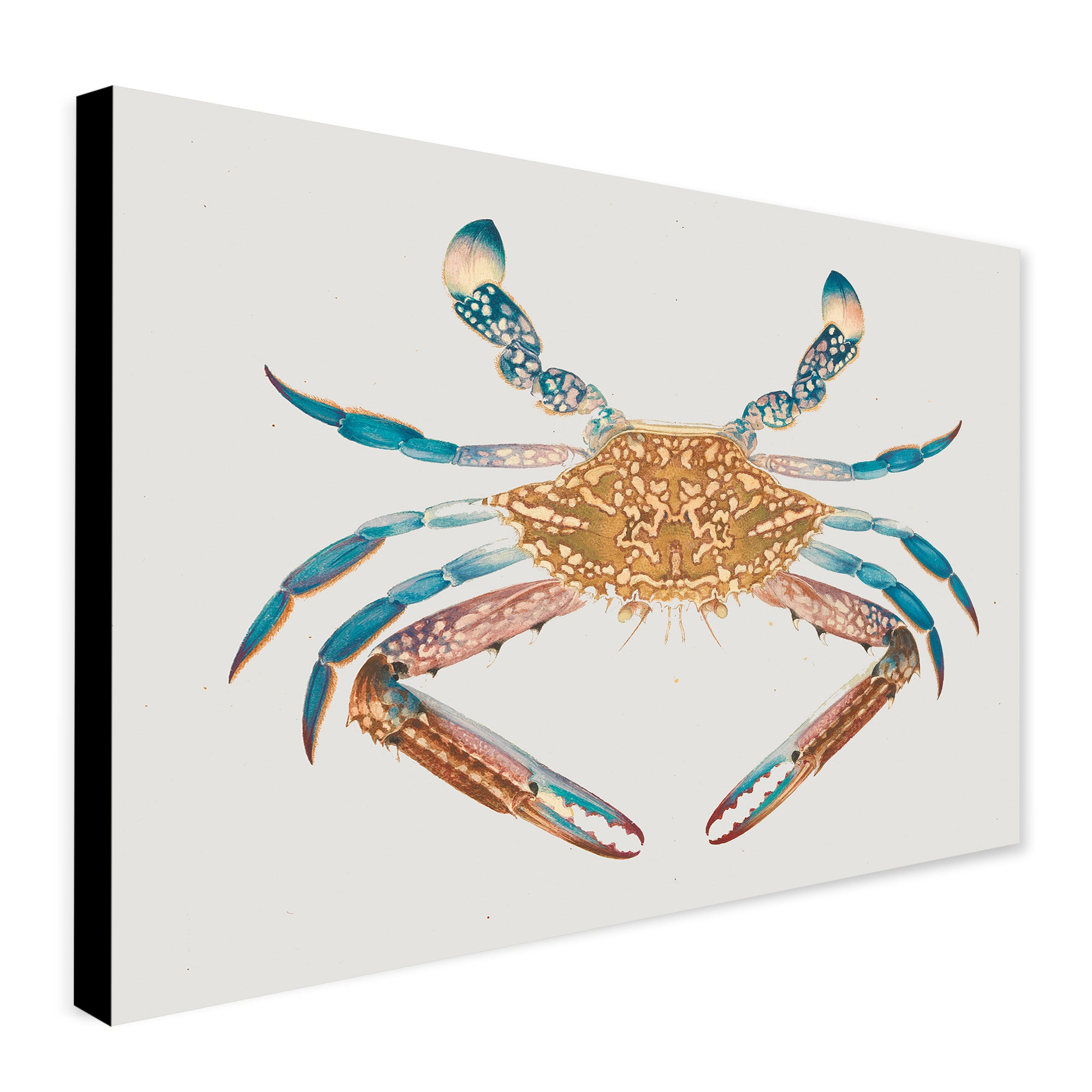 Crab - Kitchen Wall Art - Canvas Wall Art Framed Print - Various Sizes