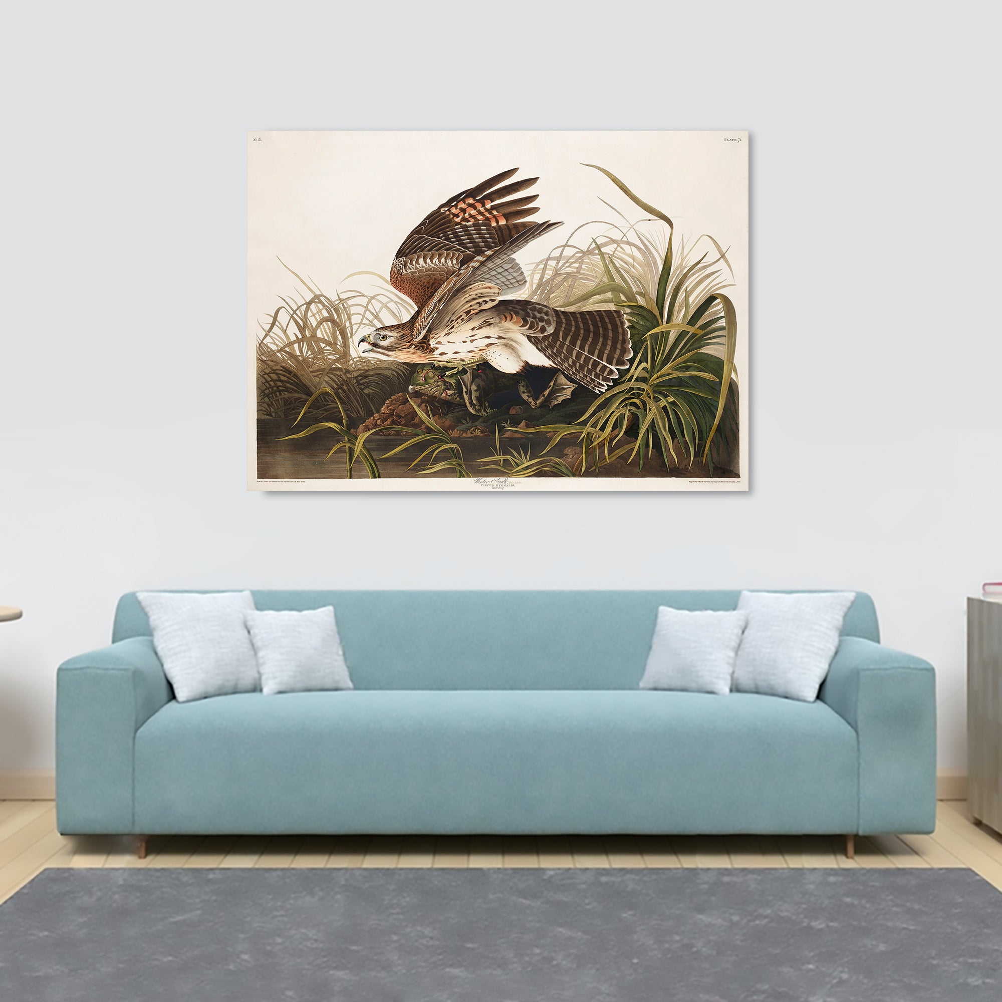 Winter Hawk from Birds of America (1827) by John James Audubon Vintage Wall Art - Canvas Wall Art Framed  Print - Various Sizes