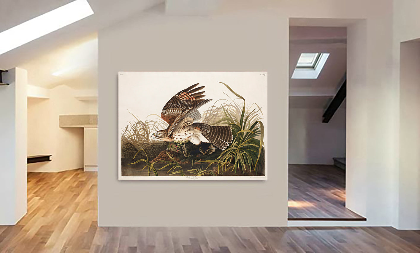 Winter Hawk from Birds of America (1827) by John James Audubon Vintage Wall Art - Canvas Wall Art Framed  Print - Various Sizes