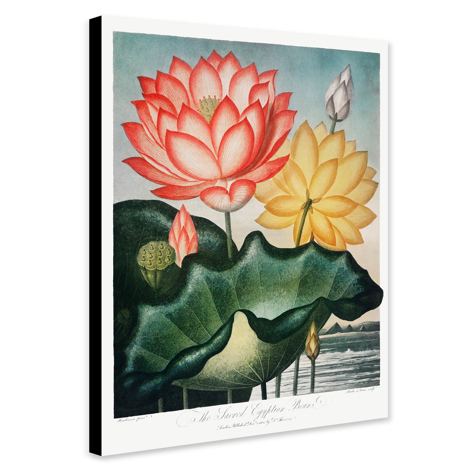 The Sacred Egyptian Bean from The Temple of Flora by Robert John Thornton 1807 - Canvas Wall Art Framed  Print - Various Sizes