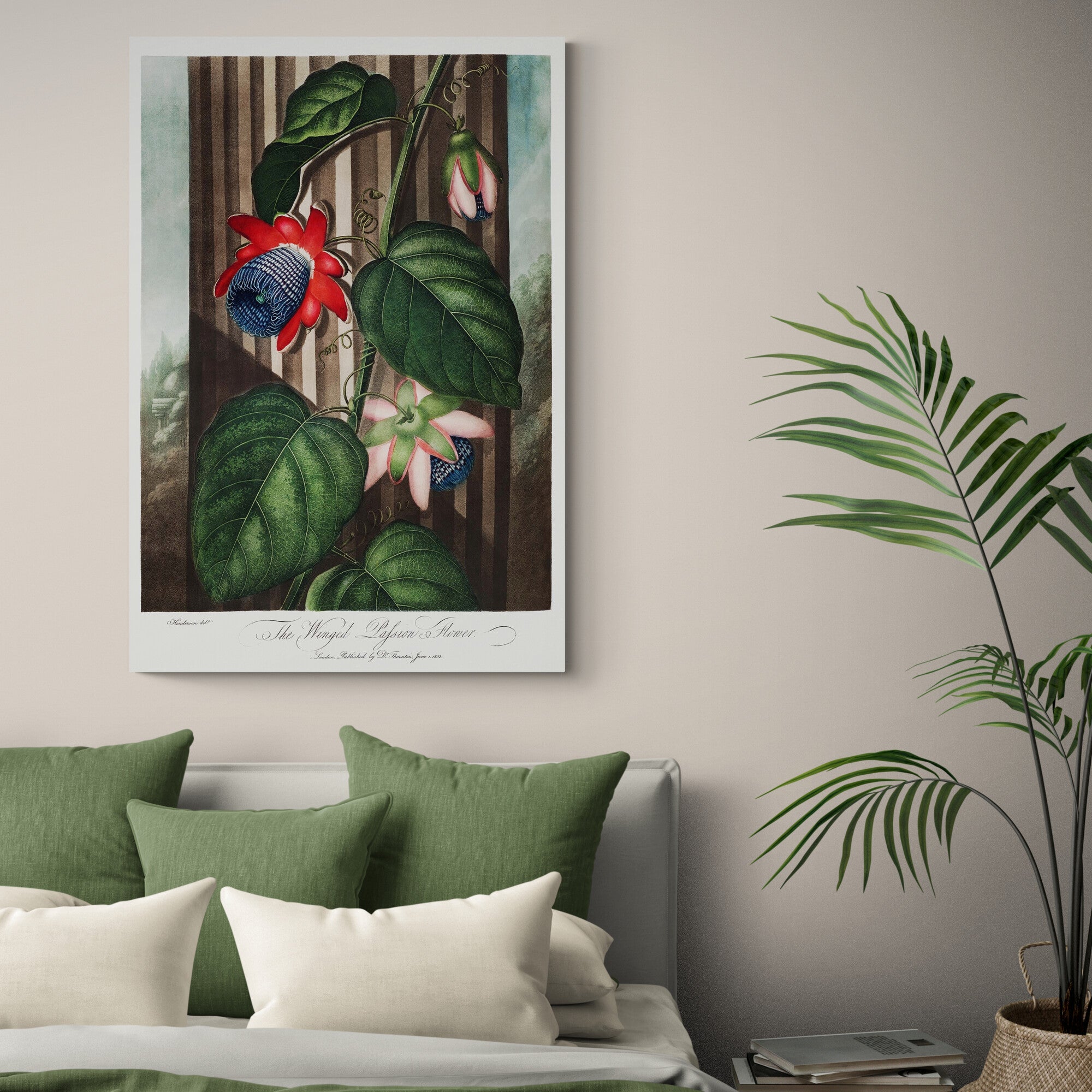 The Winged Passion-Flower from The Temple of Flora by Robert John Thornton 1807 - Canvas Wall Art Framed  Print - Various Sizes