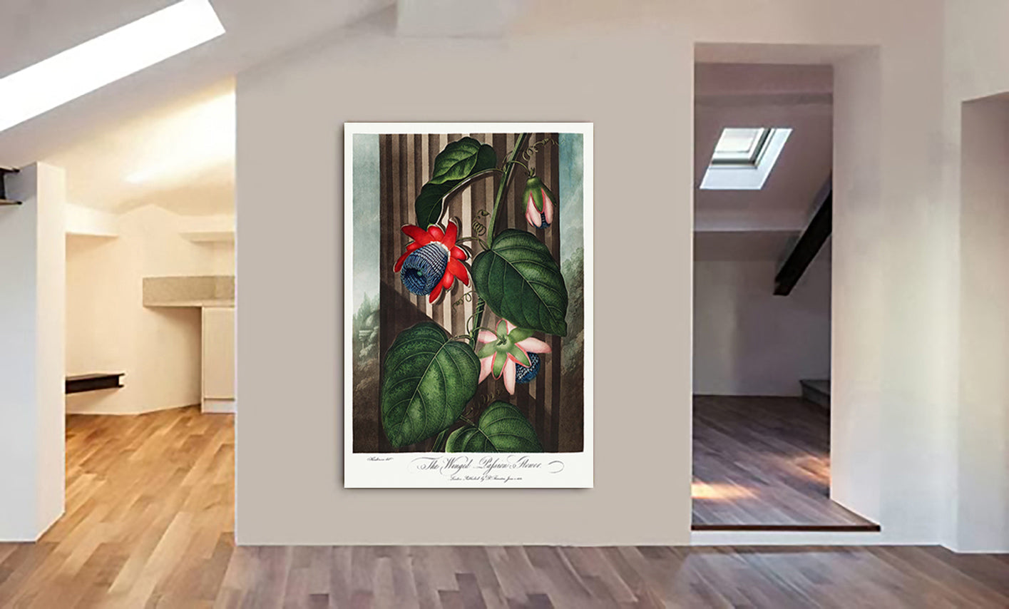 The Winged Passion-Flower from The Temple of Flora by Robert John Thornton 1807 - Canvas Wall Art Framed  Print - Various Sizes
