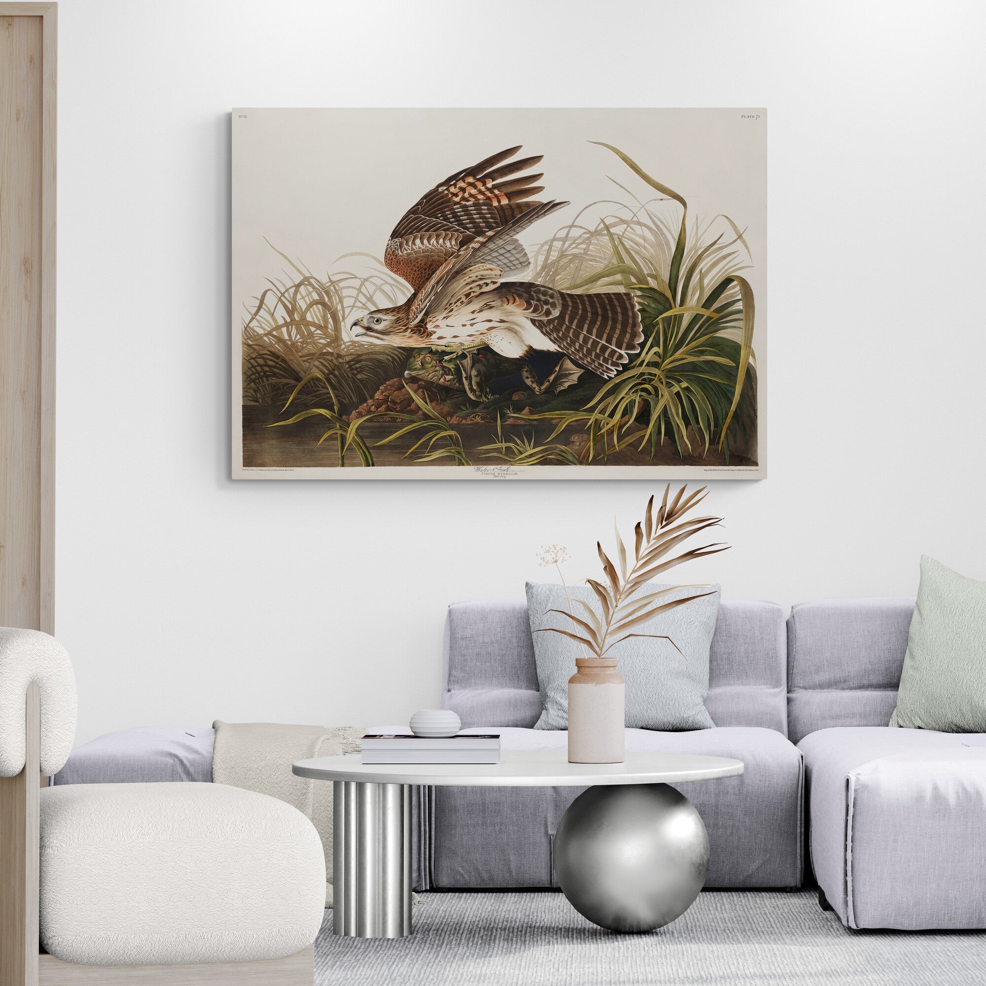 Winter Hawk from Birds of America (1827) by John James Audubon Vintage Wall Art - Canvas Wall Art Framed  Print - Various Sizes