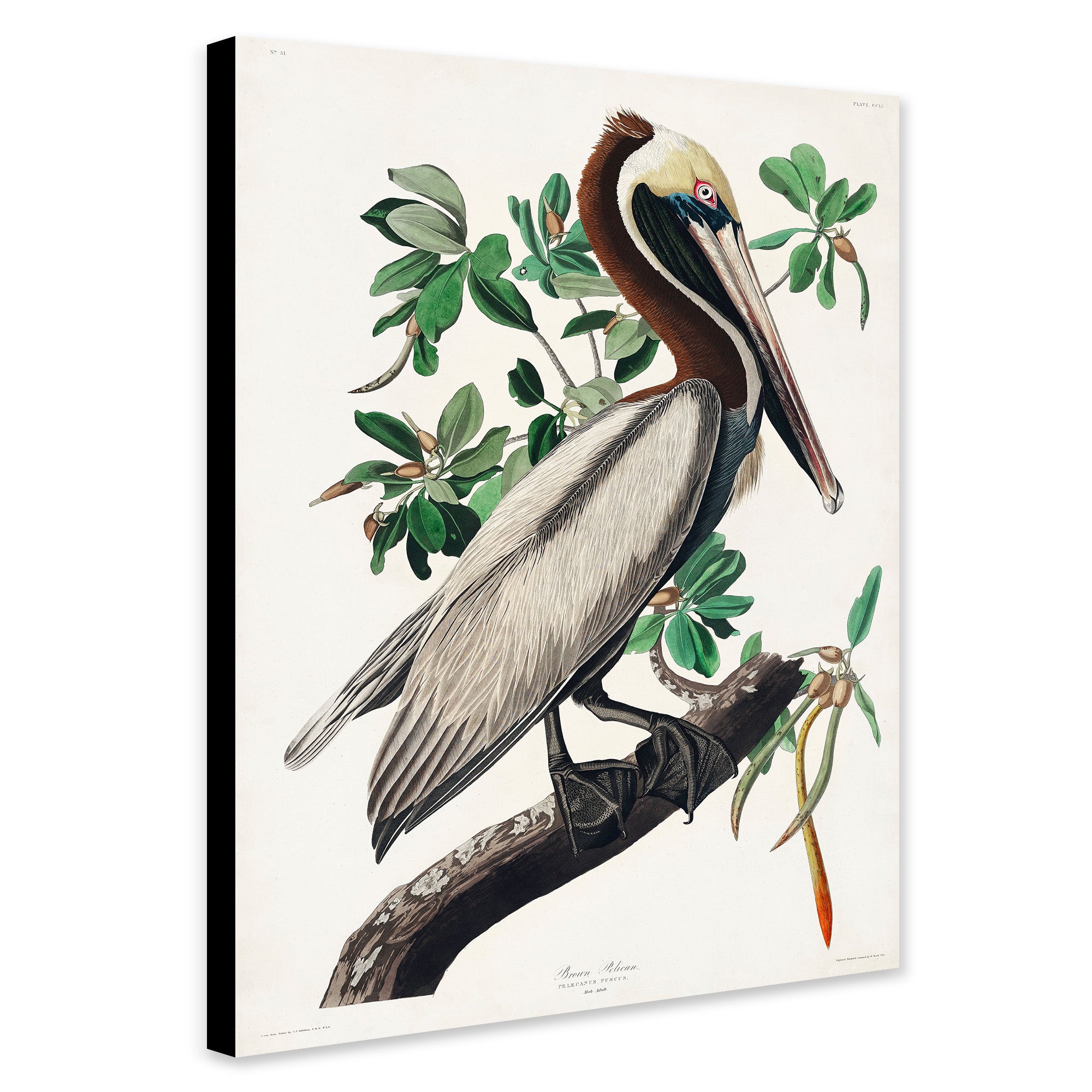 Brown Pelican by John James Audubon - Canvas Wall Art Framed  Print - Various Sizes