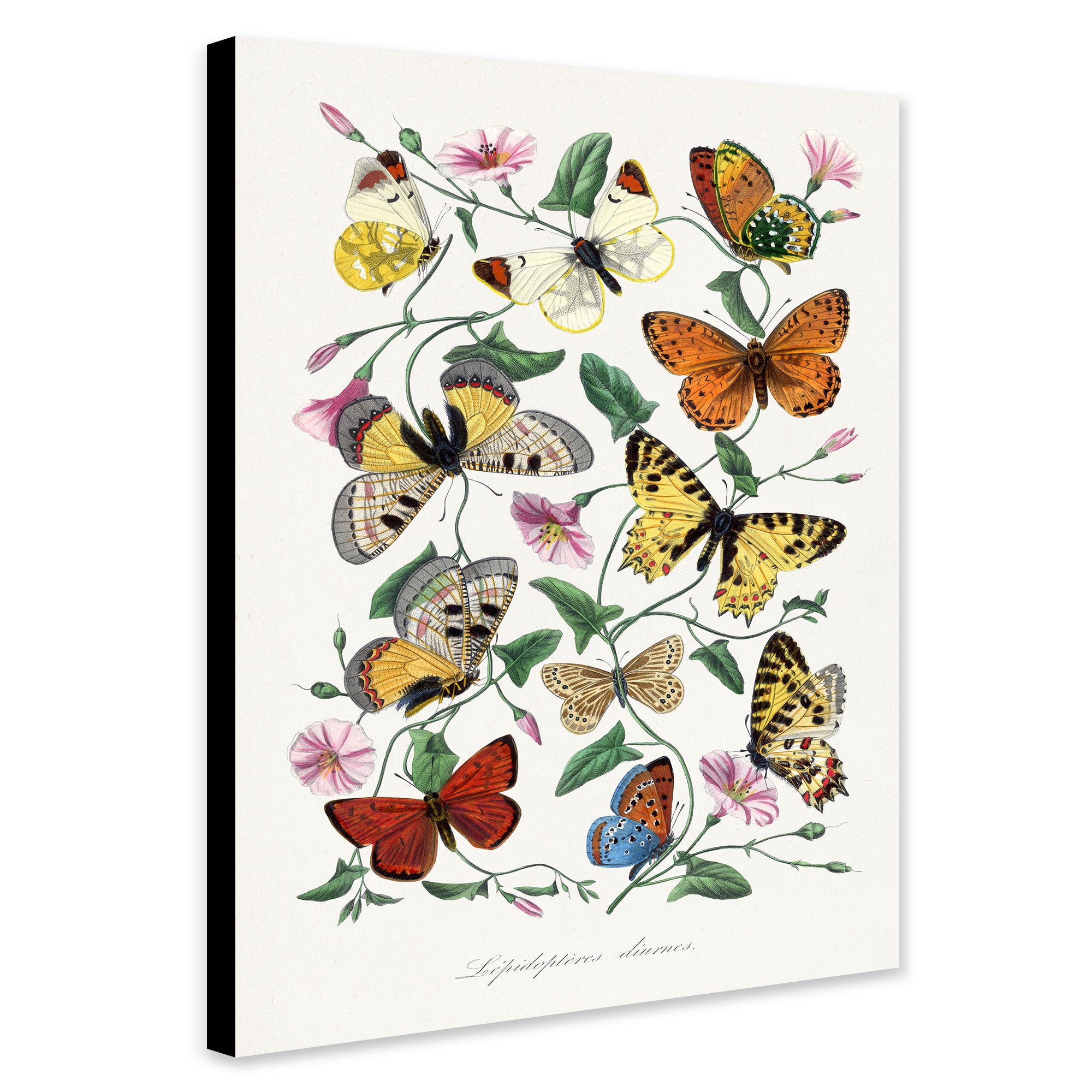 Butterfly & Moth by Paul Gervais - Canvas Wall Art Framed Print - Various Sizes