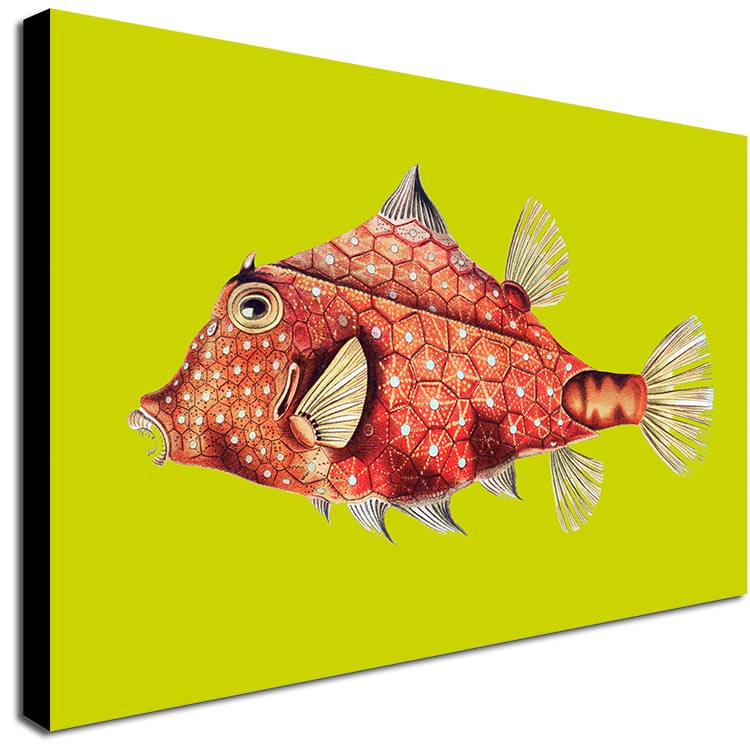 Fish Illustration Vintage By Ernst Haeckel - Canvas Wall Art Framed  Print -Various Sizes