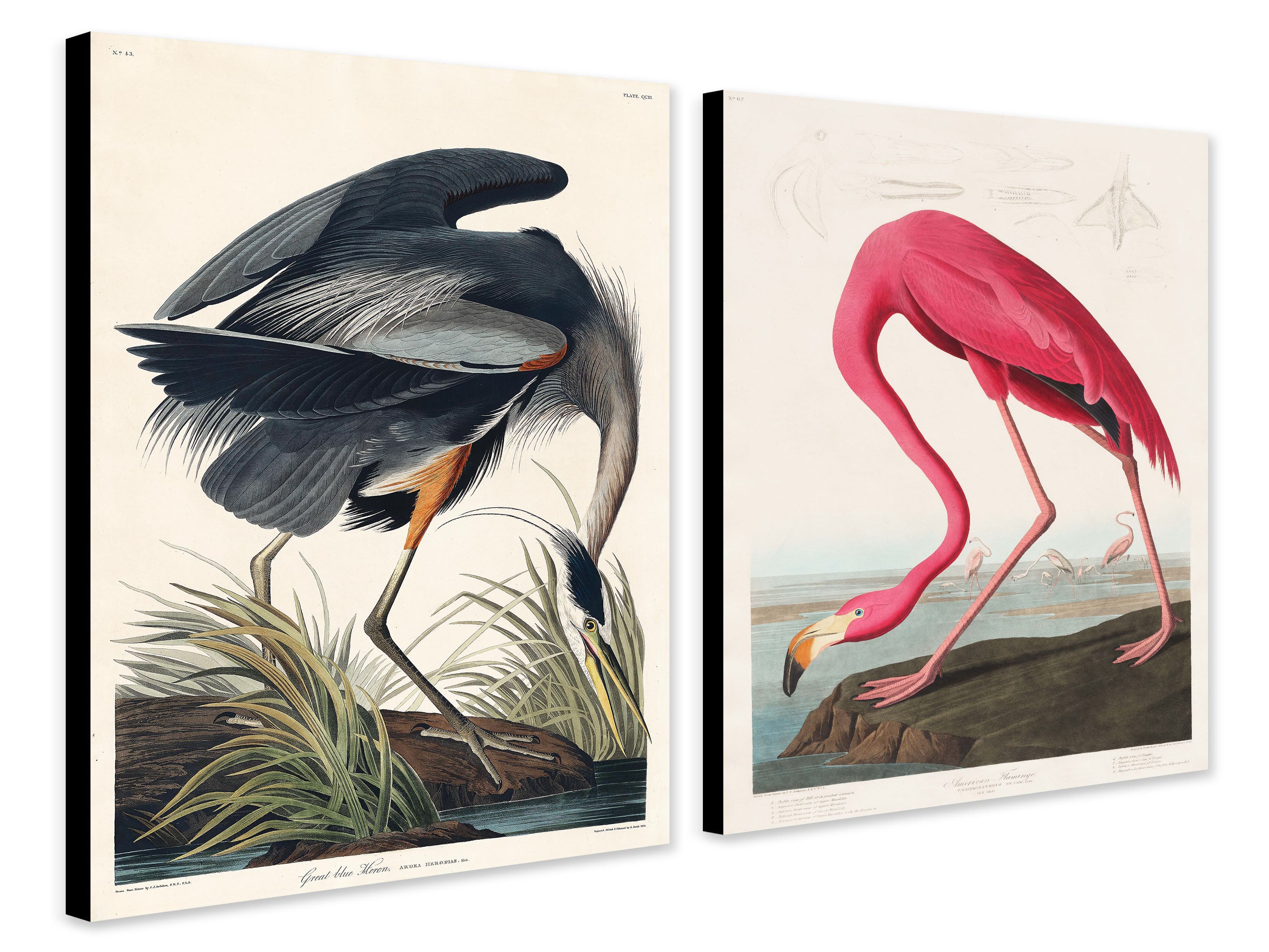 Birds Of America - Pink Flamingo - Great Blue Heron Set of 2 by John James Audubon - Canvas Wall Art Framed Prints - Various Sizes