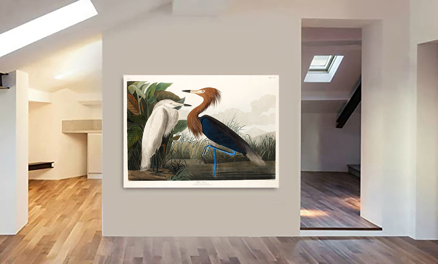 Purple Heron (1827) Vintage Art by John James Audubon - Canvas Wall Art Framed  Print - Various Sizes