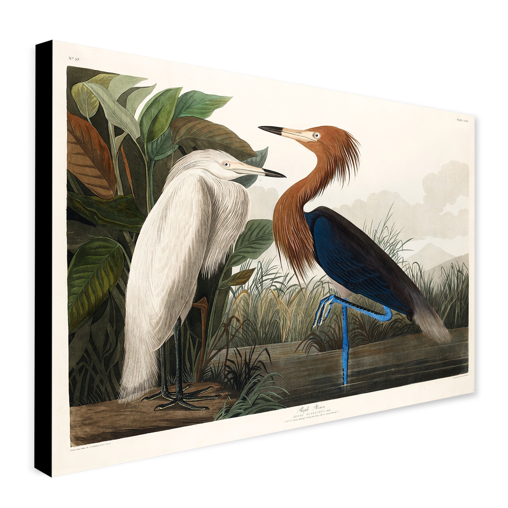 Purple Heron (1827) Vintage Art by John James Audubon - Canvas Wall Art Framed  Print - Various Sizes