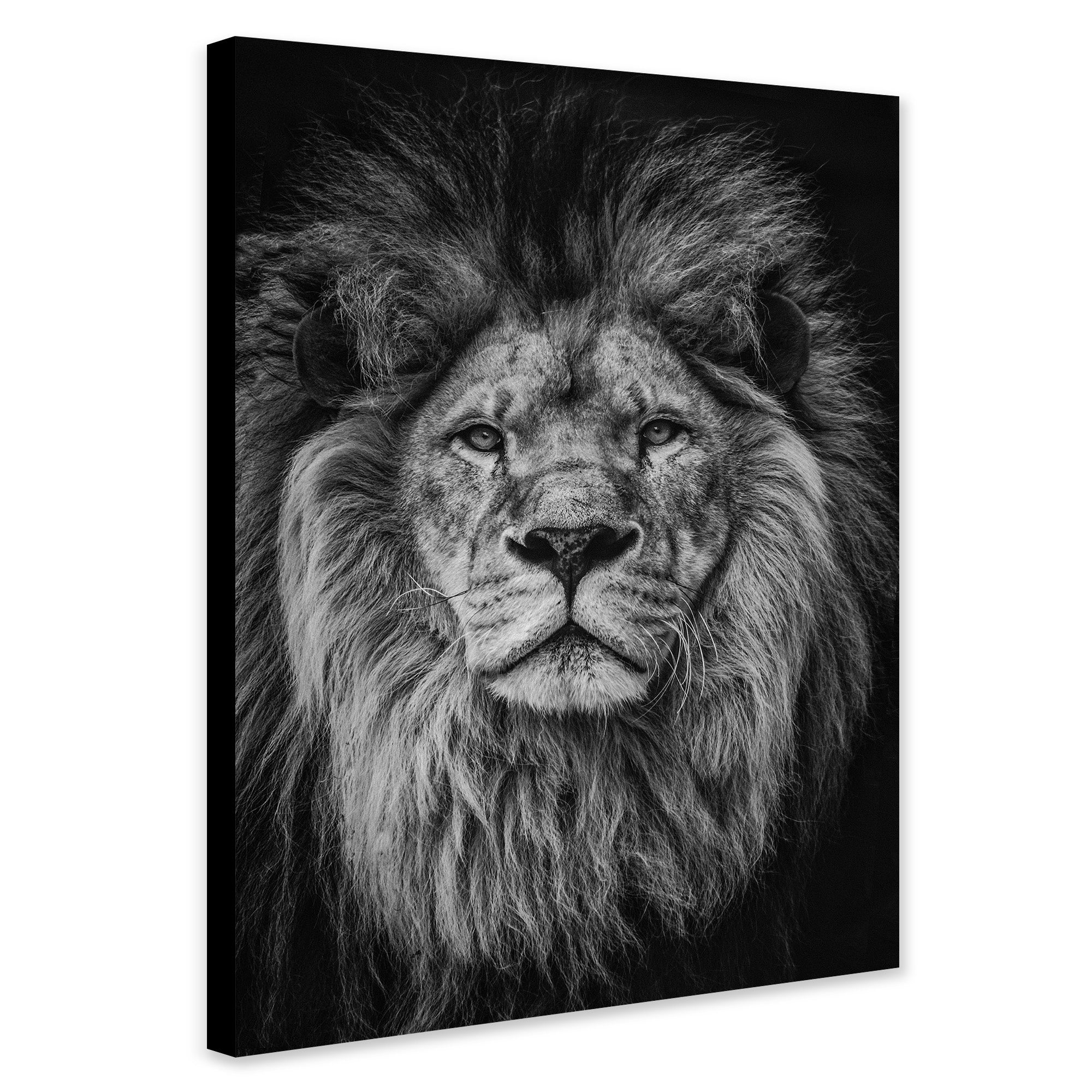 Lions Head - Male - Black and White Wall Art - Canvas Wall Art Framed Print - Various Sizes