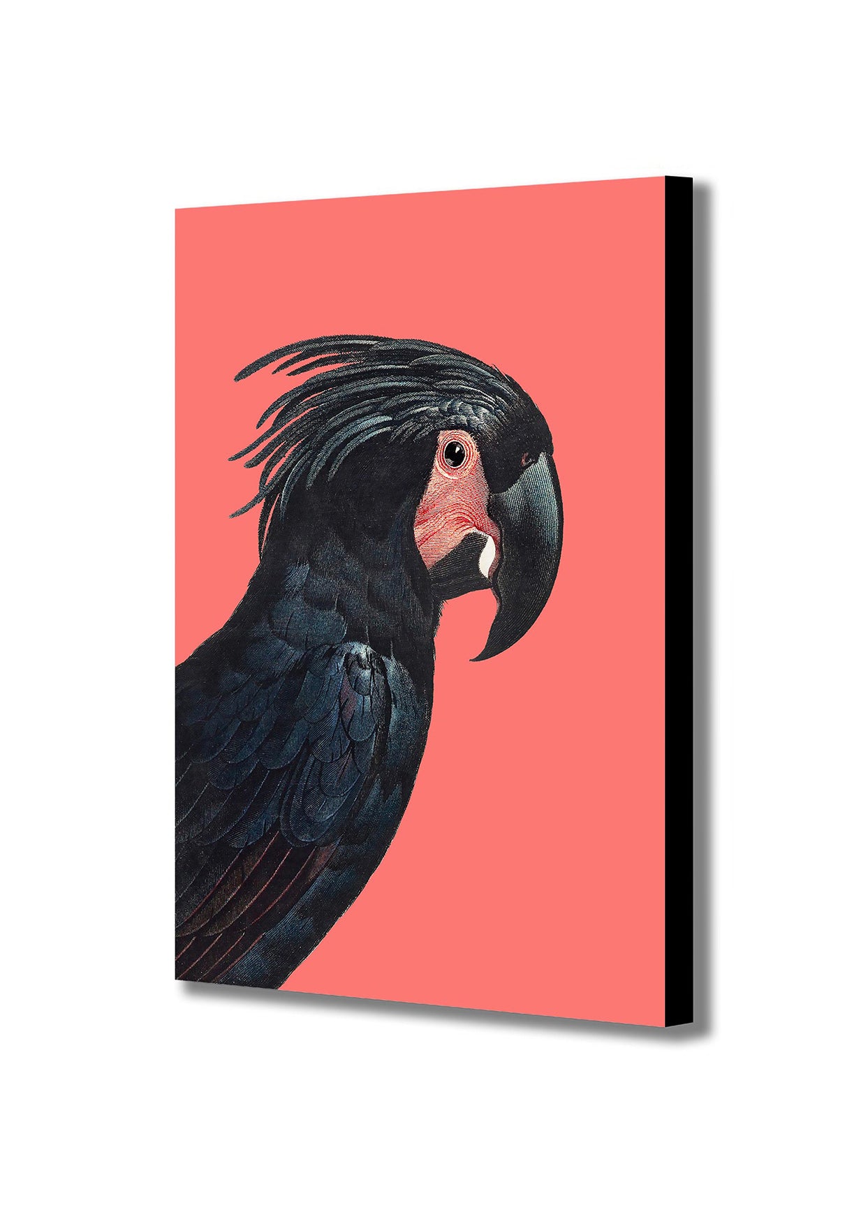 The Palm Cockatoo by Francois Levaillan - Canvas Wall Art Framed Print - Various Sizes