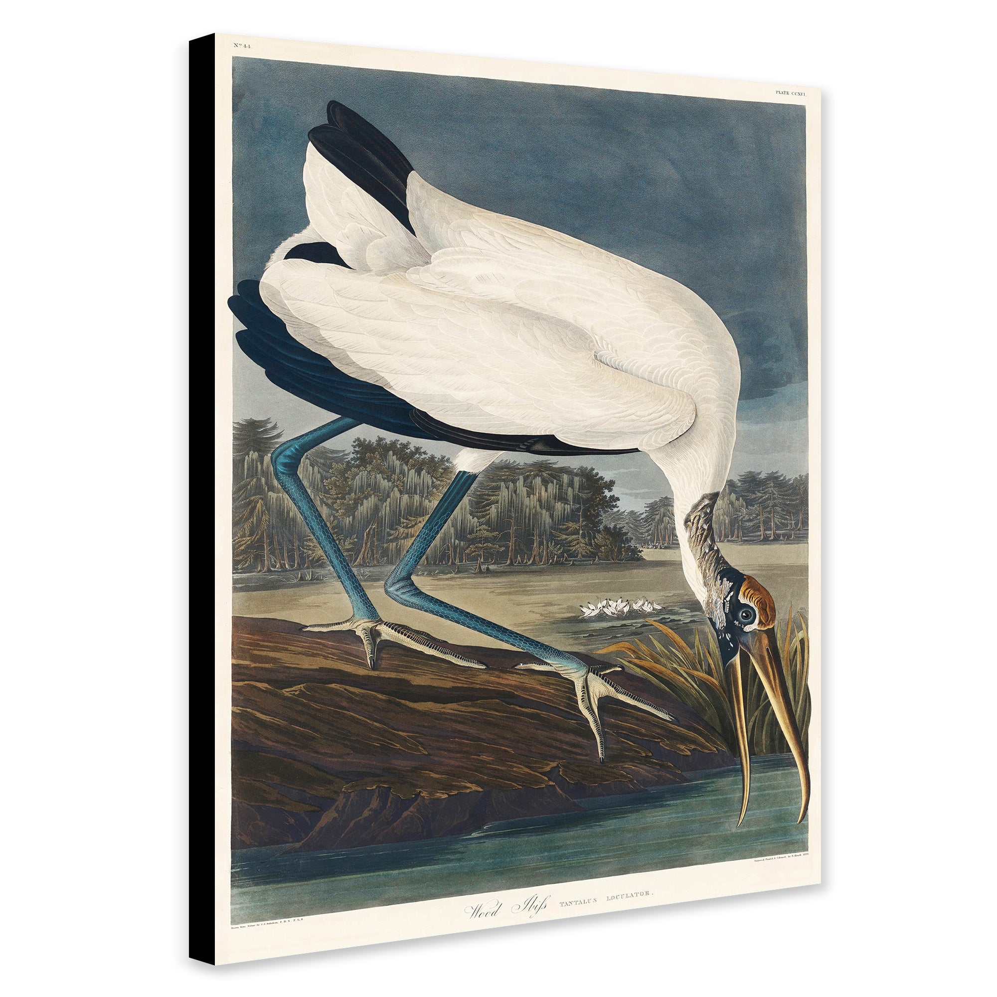 Wood Ibiss Bird - Vintage Art by James Audubon - Canvas Wall Art Framed Print - Various Sizes