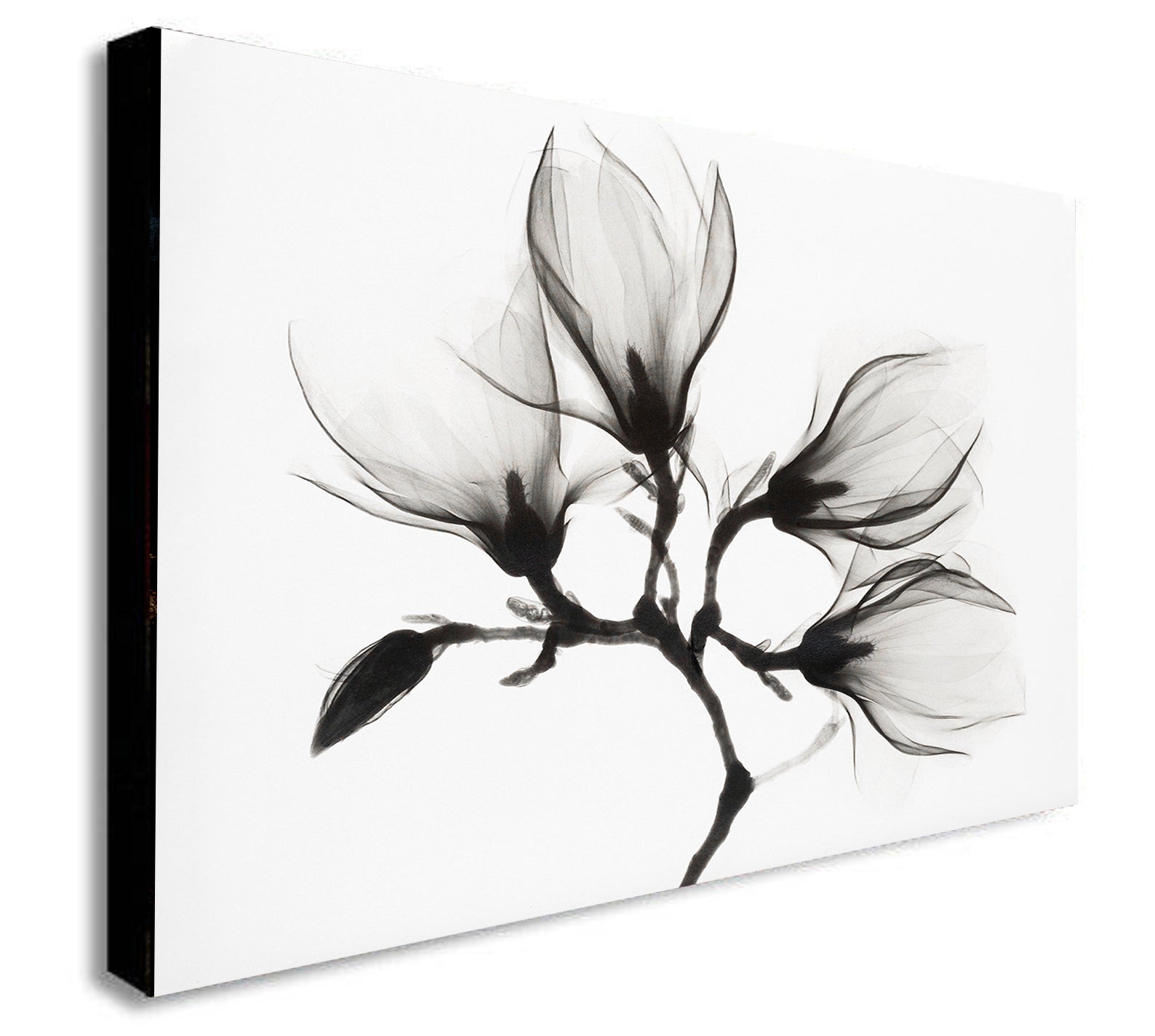 Magnolia Plant With Four Flowers - Canvas Wall Art Framed Print - Various Sizes