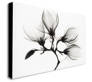 Magnolia Plant With Four Flowers - Canvas Wall Art Framed Print - Various Sizes