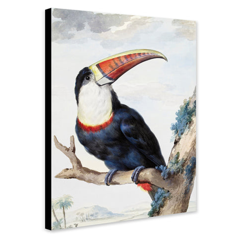 Red-billed Toucan - Vintage Bird Wall Art by Aert Schouman - Canvas Wall Art Framed  Print - Various Sizes