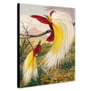 The Birds of Paradise Vintage Bird Wall Art by Benjamin Fawcett - Canvas Wall Art Framed Print - Various Sizes