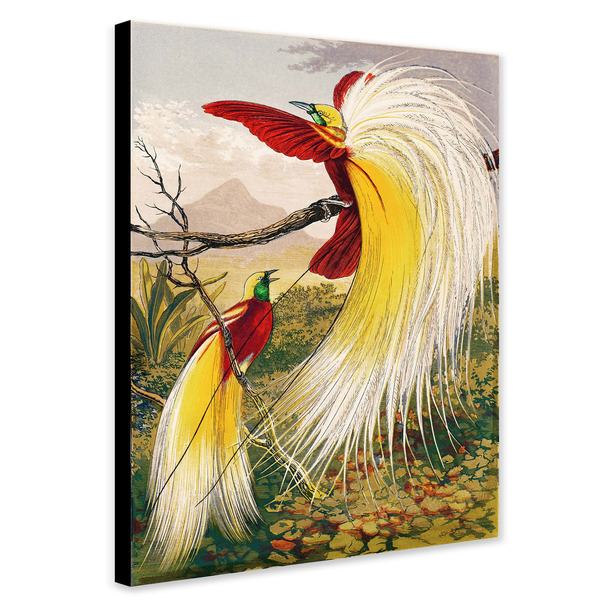 The Birds of Paradise Vintage Bird Wall Art by Benjamin Fawcett - Canvas Wall Art Framed Print - Various Sizes