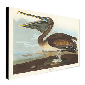 Pelican - Vintage Art by John James Audubon - Canvas Wall Art Framed  Print - Various Sizes