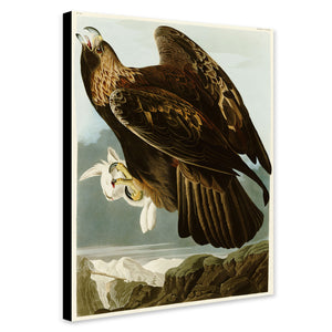 Golden Eagle - Vintage Art by John James Audubon - Canvas Wall Art Framed  Print - Various Sizes