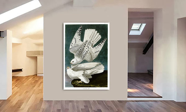 The Gyrfalcon by John James Audubon - Canvas Wall Art Framed  Print - Various Sizes