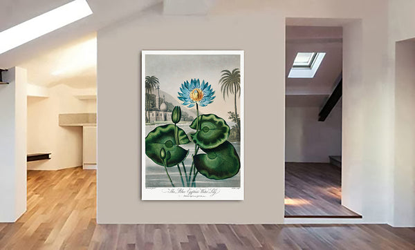 The Blue Egyptian Water-Lily from The Temple of Flora by Robert John Thornton 1807 - Canvas Wall Art Framed  Print - Various Sizes
