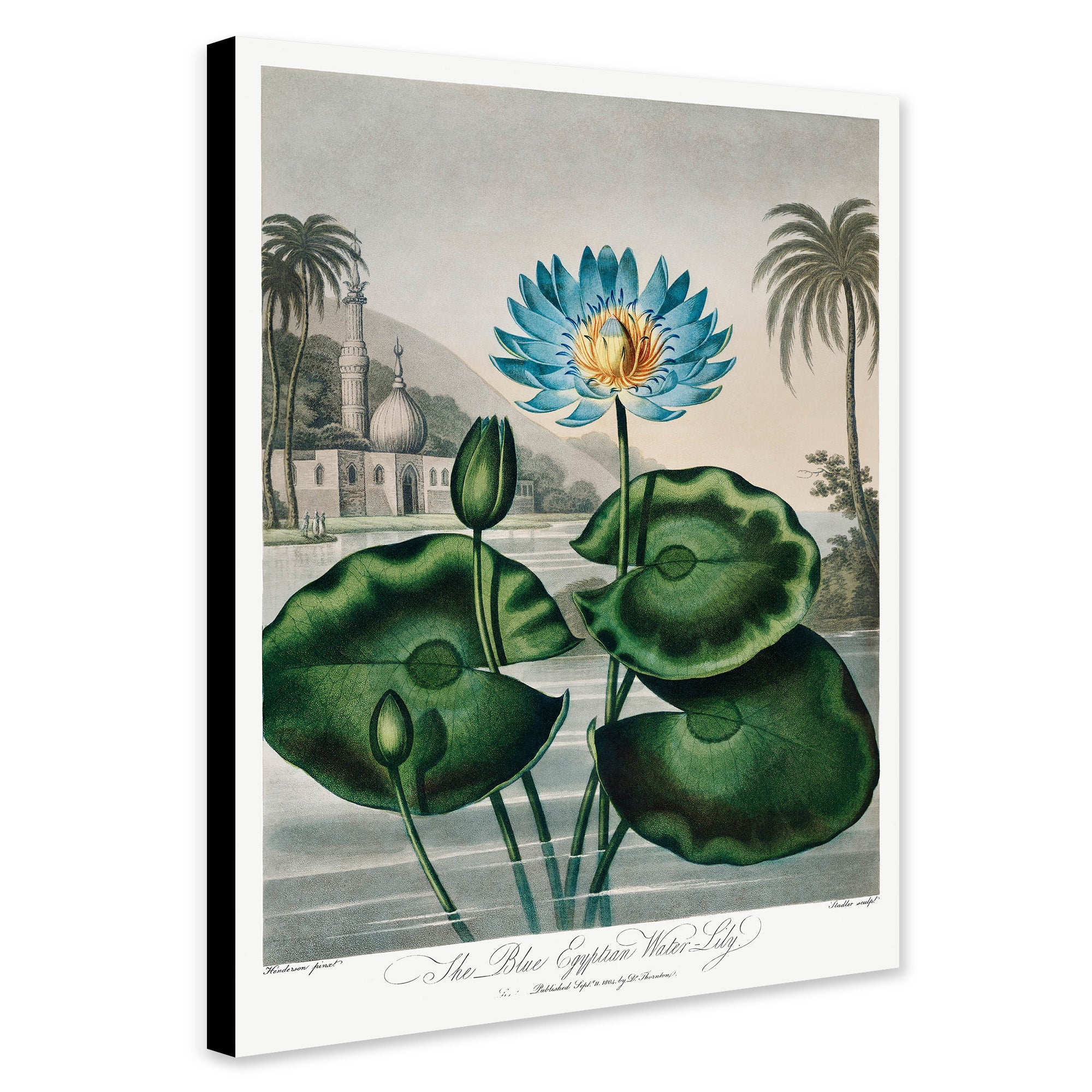 The Blue Egyptian Water-Lily from The Temple of Flora by Robert John Thornton 1807 - Canvas Wall Art Framed  Print - Various Sizes