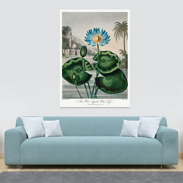 The Blue Egyptian Water-Lily from The Temple of Flora by Robert John Thornton 1807 - Canvas Wall Art Framed  Print - Various Sizes