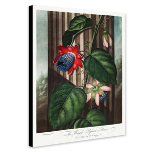 The Winged Passion-Flower from The Temple of Flora by Robert John Thornton 1807 - Canvas Wall Art Framed  Print - Various Sizes