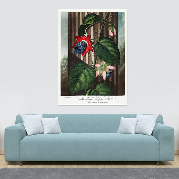 The Winged Passion-Flower from The Temple of Flora by Robert John Thornton 1807 - Canvas Wall Art Framed  Print - Various Sizes