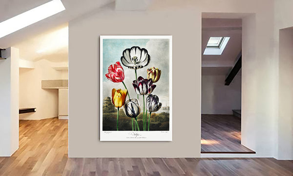 Tulips from The Temple of Flora by Robert John Thornton 1807 - Canvas Wall Art Framed  Print - Various Sizes