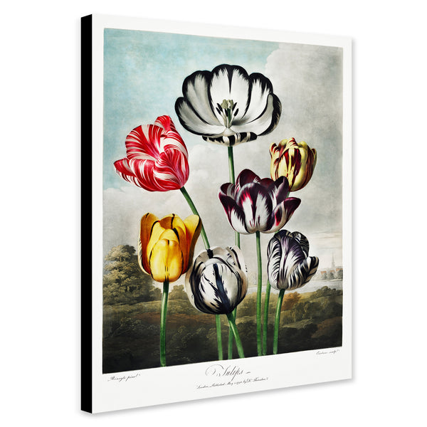 Tulips from The Temple of Flora by Robert John Thornton 1807 - Canvas Wall Art Framed  Print - Various Sizes