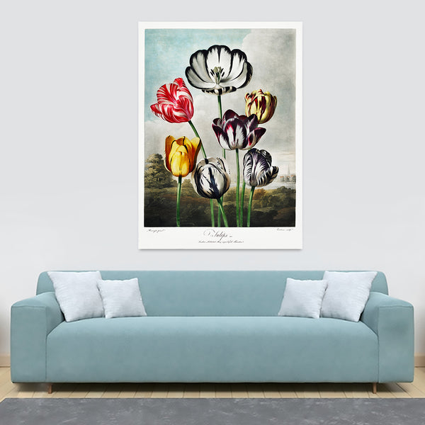 Tulips from The Temple of Flora by Robert John Thornton 1807 - Canvas Wall Art Framed  Print - Various Sizes