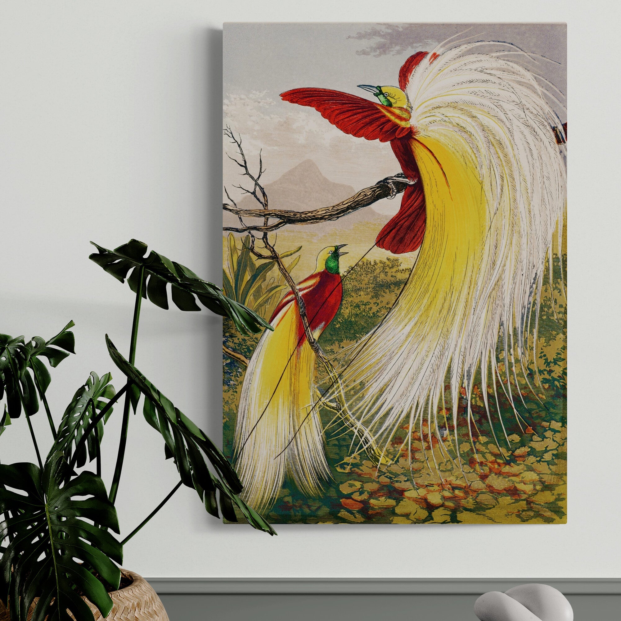 The Birds of Paradise Vintage Bird Wall Art by Benjamin Fawcett - Canvas Wall Art Framed Print - Various Sizes