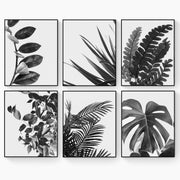 Botanical Wall Art Monochrome - Natural Plant Leaves - Home Decor - Set Of 6 Unframed - Rolled Prints | Canvas - Home Decor