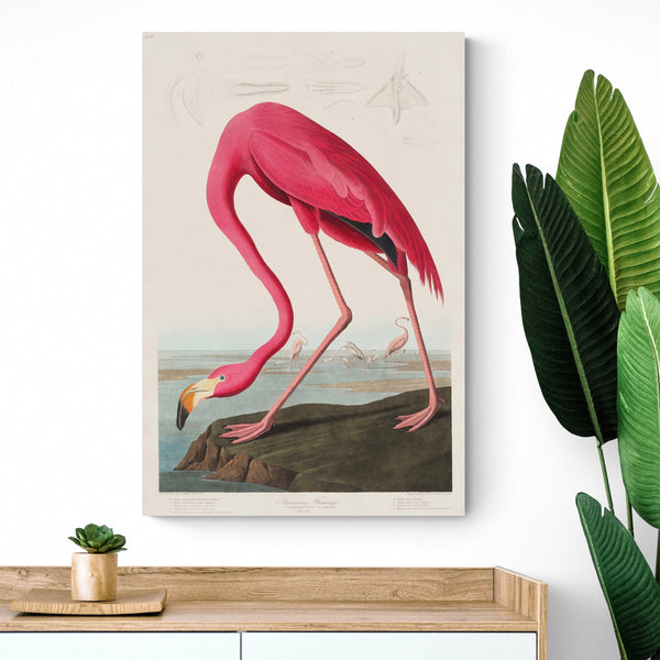 Birds Of America - Pink Flamingo - Great Blue Heron Set of 2 by John James Audubon - Canvas Wall Art Framed Prints - Various Sizes