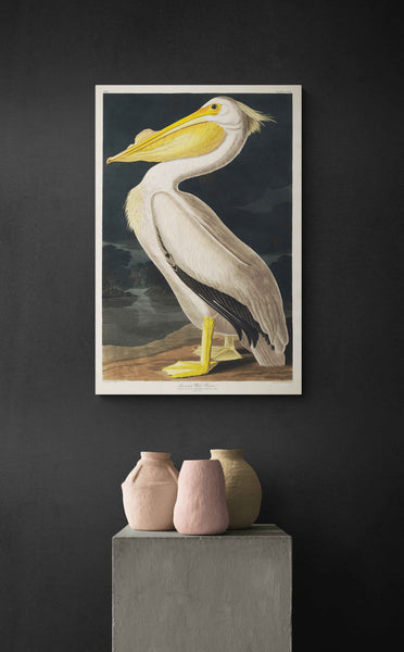 American White Pelican by John James Audubon - Canvas Wall Art Framed Print - Various Sizes