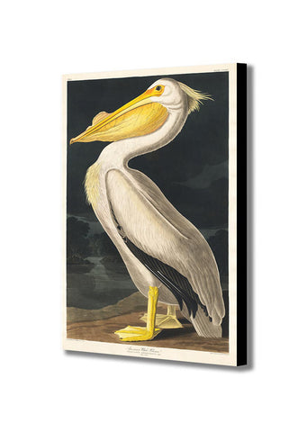 American White Pelican by John James Audubon - Canvas Wall Art Framed Print - Various Sizes