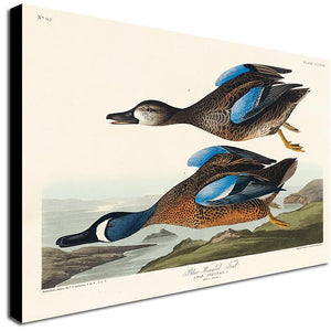 Blue-Winged Teal by John James Audubon - Canvas Wall Art Framed  Print - Various Sizes