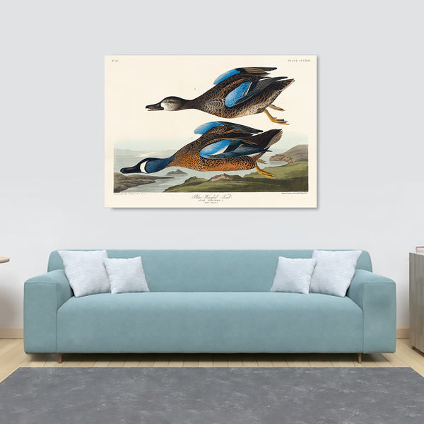 Blue-Winged Teal by John James Audubon - Canvas Wall Art Framed  Print - Various Sizes