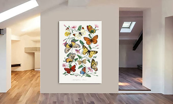 Butterfly & Moth by Paul Gervais - Canvas Wall Art Framed Print - Various Sizes