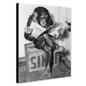 Chimpanzee  Reading Newpaper - Funny Art - Canvas Wall Art Framed Print - Various Sizes
