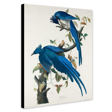 Columbia Jay Birds by John James Audubon - Canvas Wall Art Framed  Print - Various Sizes