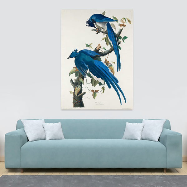 Columbia Jay Birds by John James Audubon - Canvas Wall Art Framed  Print - Various Sizes