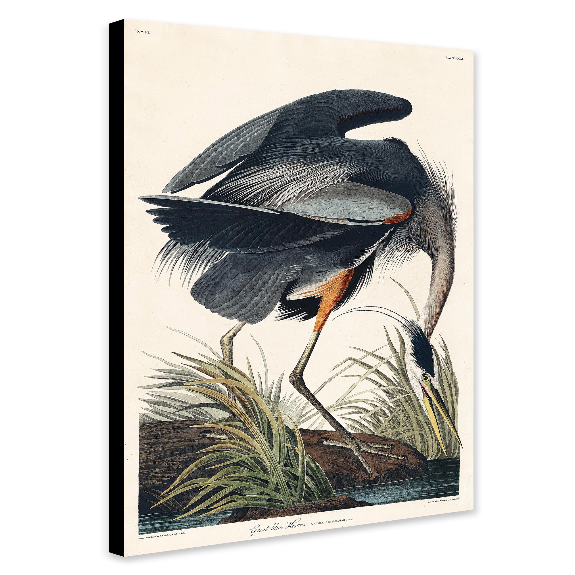 Great Blue Heron by John James Audubon - Canvas Wall Art Framed  Print - Various Sizes