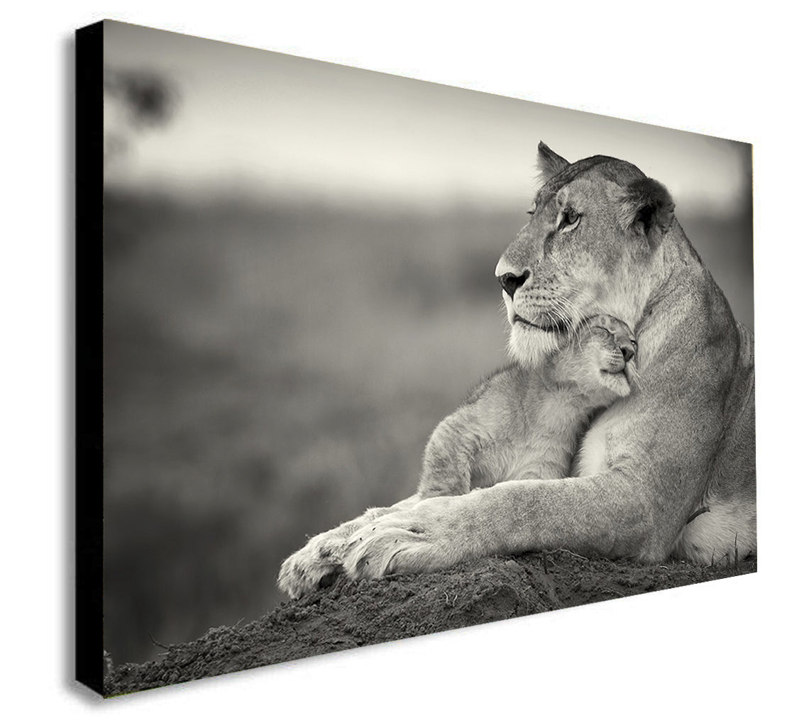 Lion And Cub Cuddling - Canvas Wall Art Framed Print - Various sizes