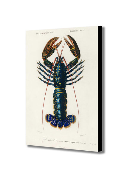 Lobster - Vintage by Charles Dessalines D' Orbigny - Canvas Wall Art Framed Print - Various Sizes