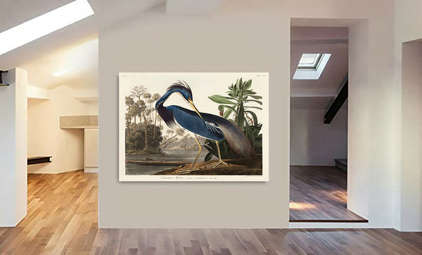 Louisiana Heron Bird by John James Audubon - Canvas Wall Art Framed  Print - Various Sizes