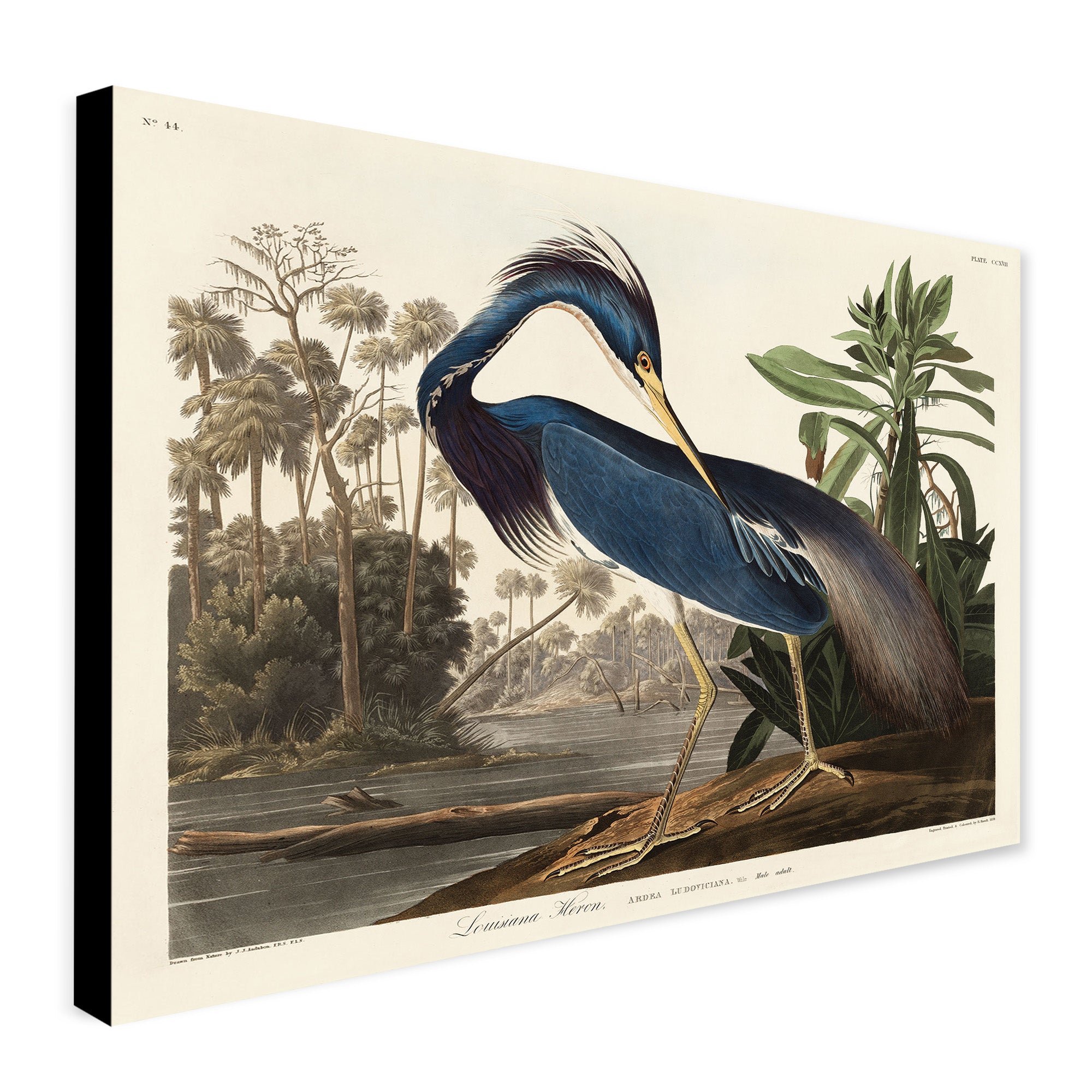 Louisiana Heron Bird by John James Audubon - Canvas Wall Art Framed  Print - Various Sizes
